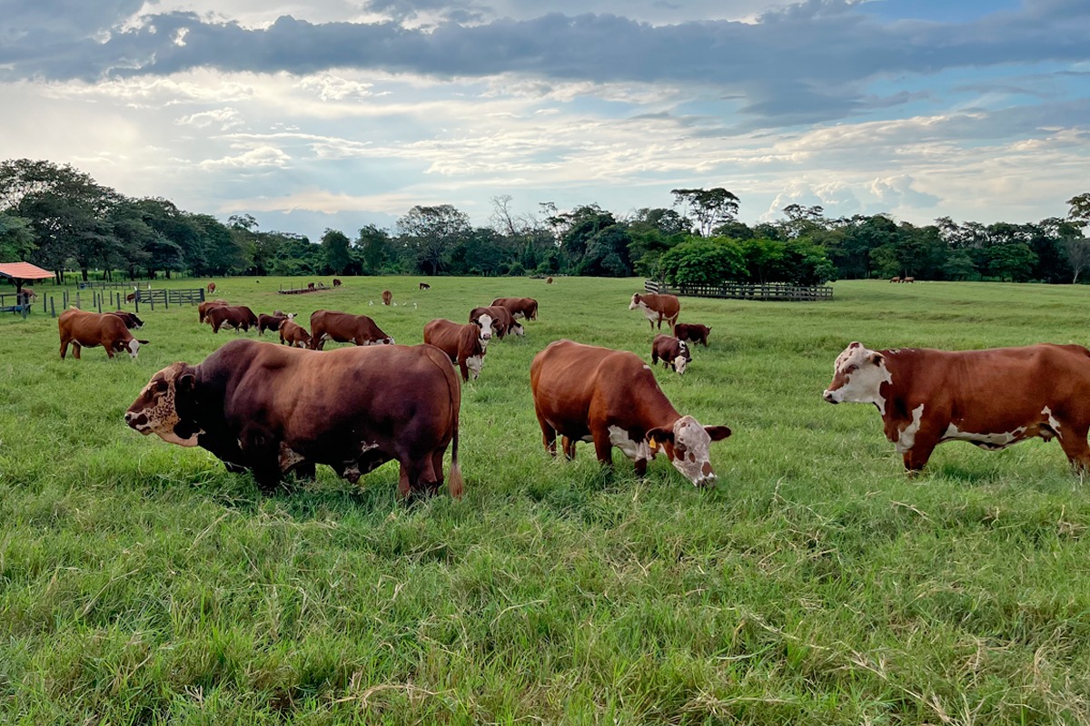 Fazenda Nova e Fazenda Elo Dourado oferecem dois dias de excelentes negócios